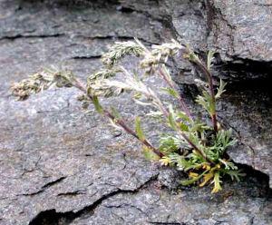 genepi