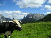 Mucca a Sella Razzo