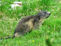 "Una marmotta sull'altopiano", Altopiano di Asiago - Veneto