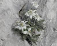 edelweiss