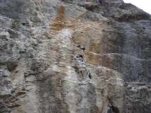 Scoiattolo freesolo sul 7B+