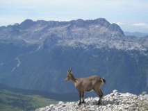 Stambecco fotogenico sulla cresta del Jof di Montasio