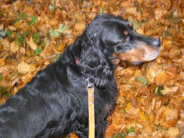 Molly il setter nero