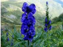 fiore