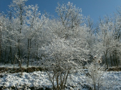 neve