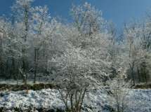 neve