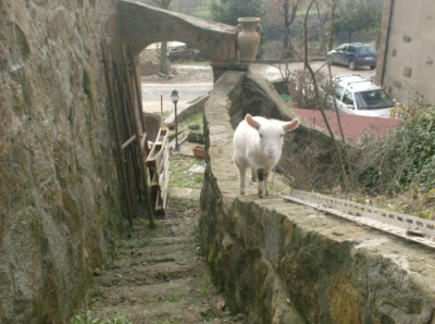 betina equilibrista