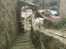 betina equilibrista
