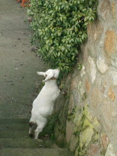 betina e il gelsomino!