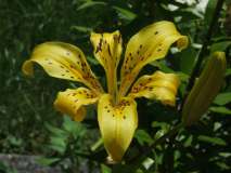 Fiore valle Aurina