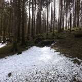Cansiglio-Sentiero della riserva-bosco