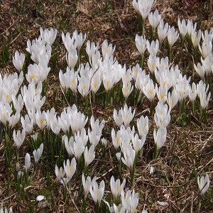 Cansiglio-sentiero 922-crocus selvatici