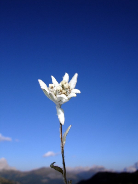 Stella Alpina