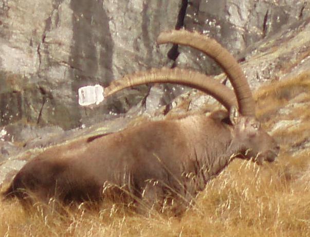 arturo