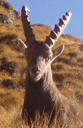 arturino