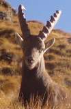 arturino