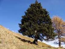 passo vivione