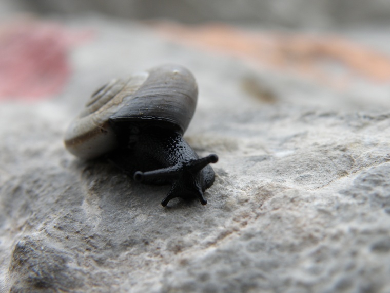 lumaca
