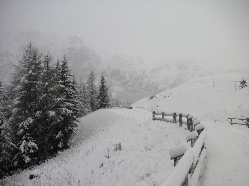 Presso malga Pramosio Alpi Carniche