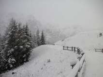 Presso malga Pramosio Alpi Carniche