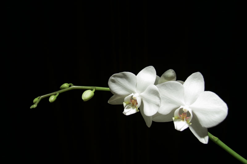 White Orchid