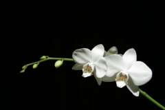 White Orchid