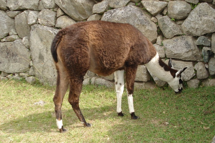 Lama