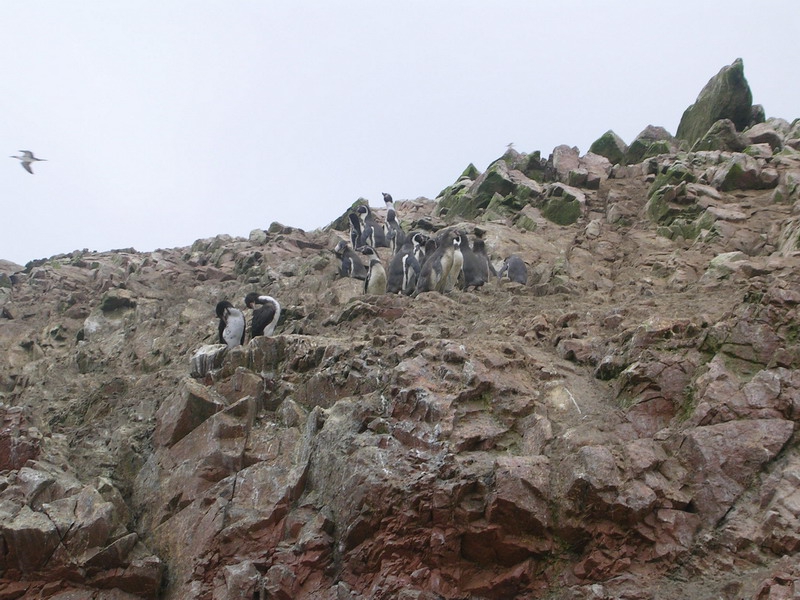 Pinguini