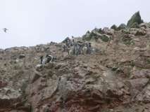 Pinguini