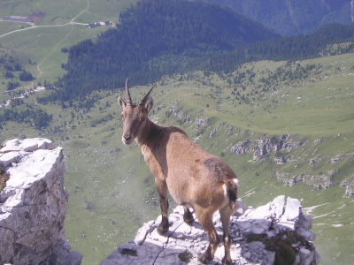 Stambecco