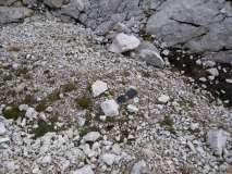 scarpa 1