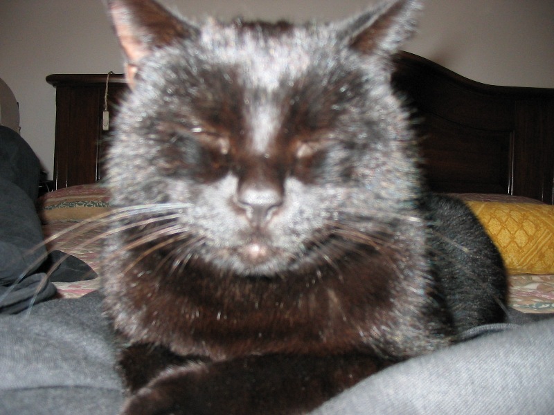My cat