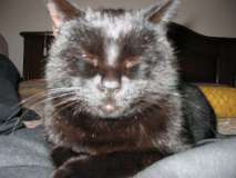 My cat