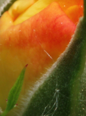 Particolare bocciolo rosa