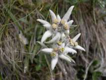 Stella Alpina
