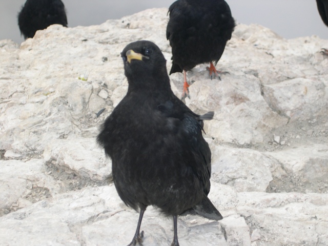 Corvaccio