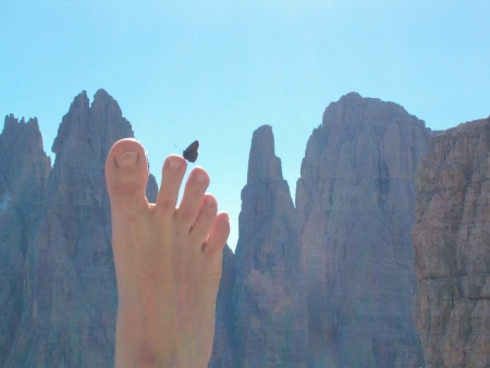 Farfalla sul Crozzon
