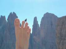 Farfalla sul Crozzon