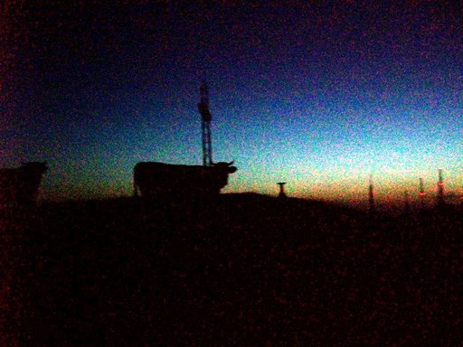 mucca nella notte
