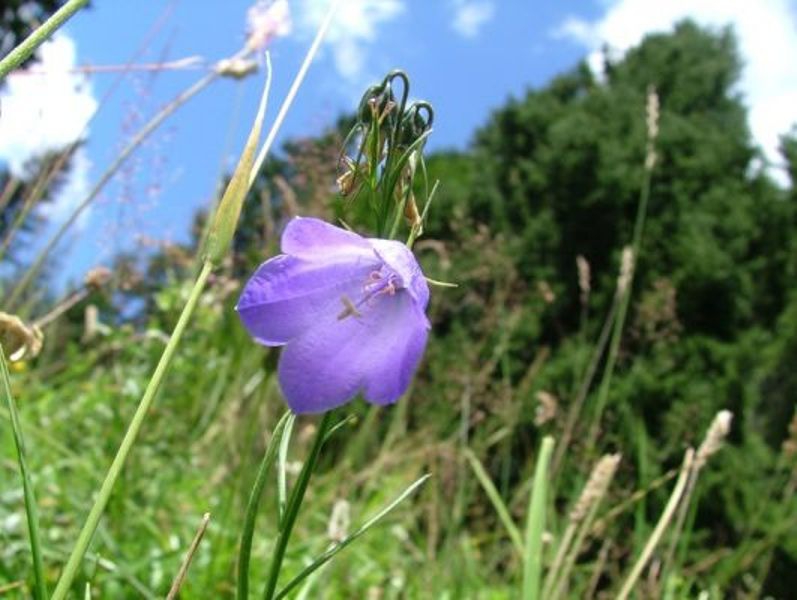 blu