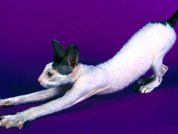gatto