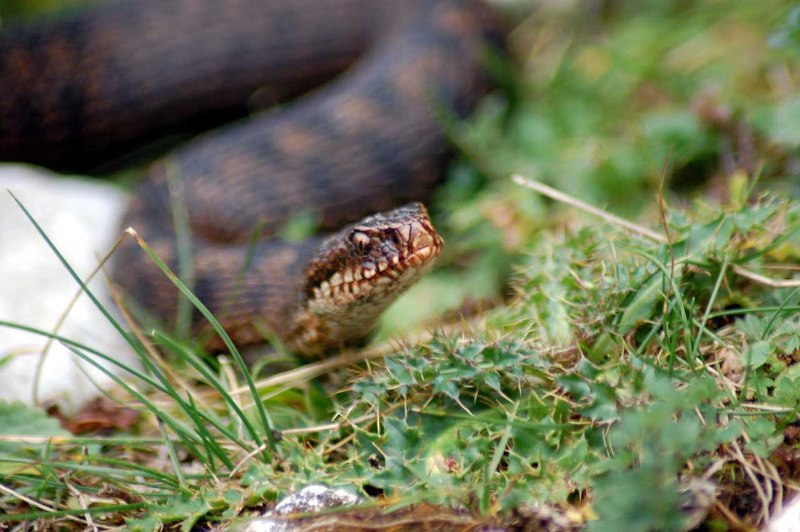 Vipera