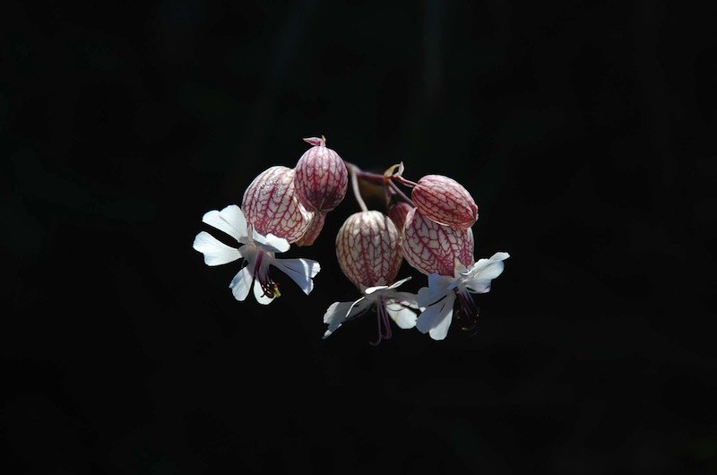 translagorai