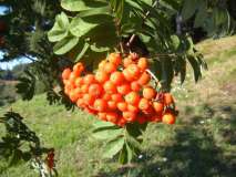 Sorbole