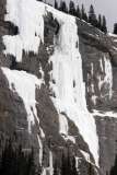 Weeping Pillar